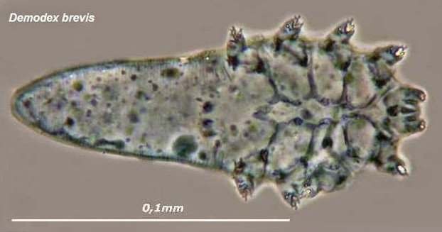 Demodex brevis