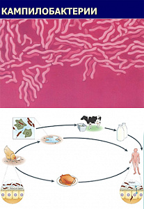 Посев кала на кампилобактериоз